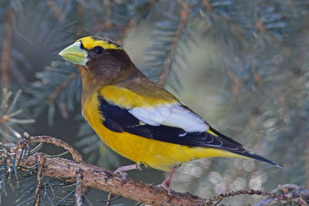 Pearman: Evening Grosbeaks an iconic species in Canada