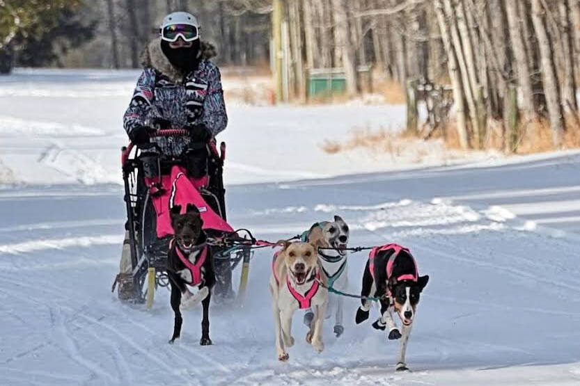 Solstice Surge will bring sprint dog mushing to River Bend Golf and Recreation Area on Saturday, March 7 and Sunday, March 8. (Contributed photo)